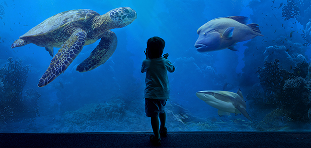 Campagna pubblicitaria Acquario di Livorno 2020